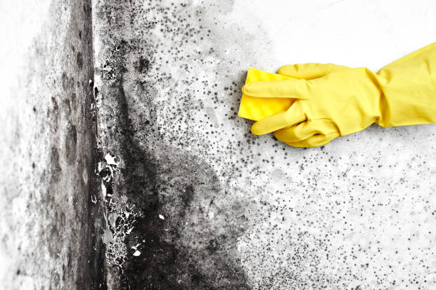 Best Mold Damage Repair  in Lake Riverside, CA