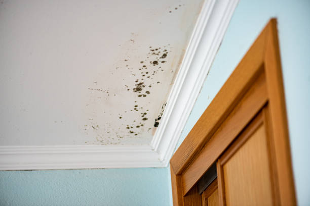 Best Black Mold Removal  in Lake Riverside, CA