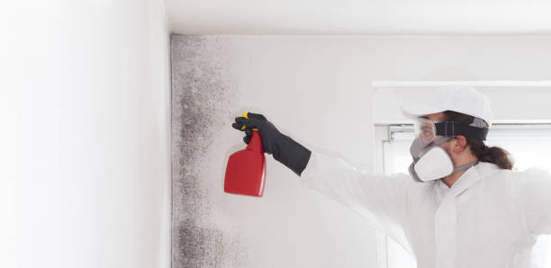 Best Certified Mold Removal  in Lake Riverside, CA