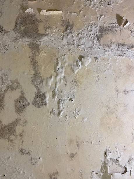 Best Same-Day Mold Removal  in Lake Riverside, CA