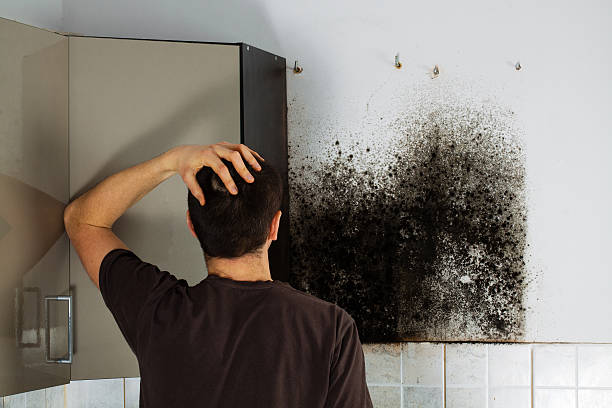 Best Fast Mold Removal  in Lake Riverside, CA