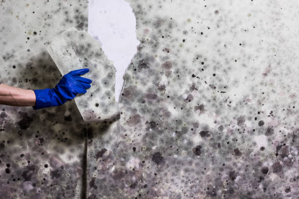 Best Local Mold Removal Service  in Lake Riverside, CA