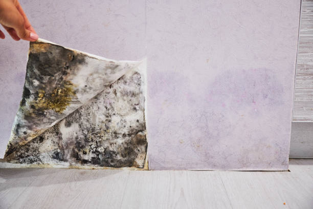 Best Affordable Mold Removal  in Lake Riverside, CA